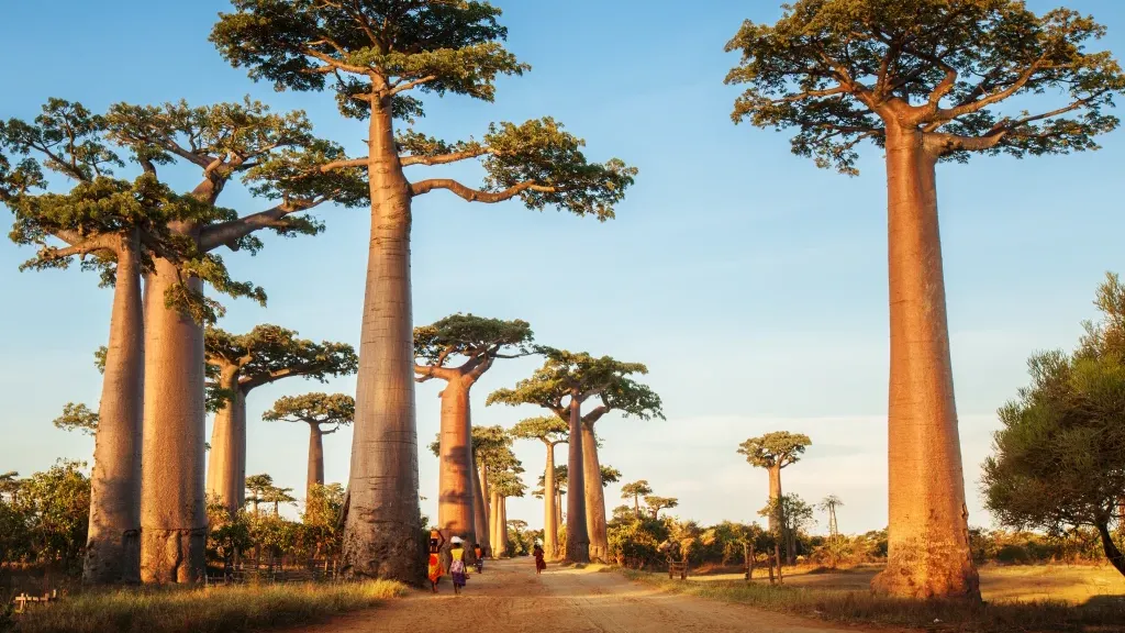 Madagascar — image 1