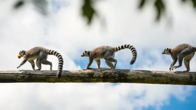 Madagascar — image 3
