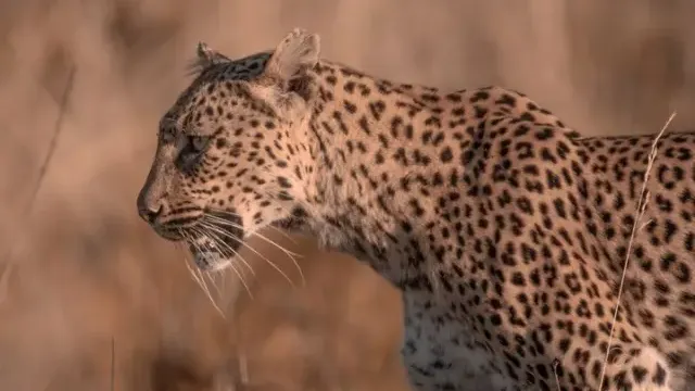 Safari en famille au Pilanesberg — image 3