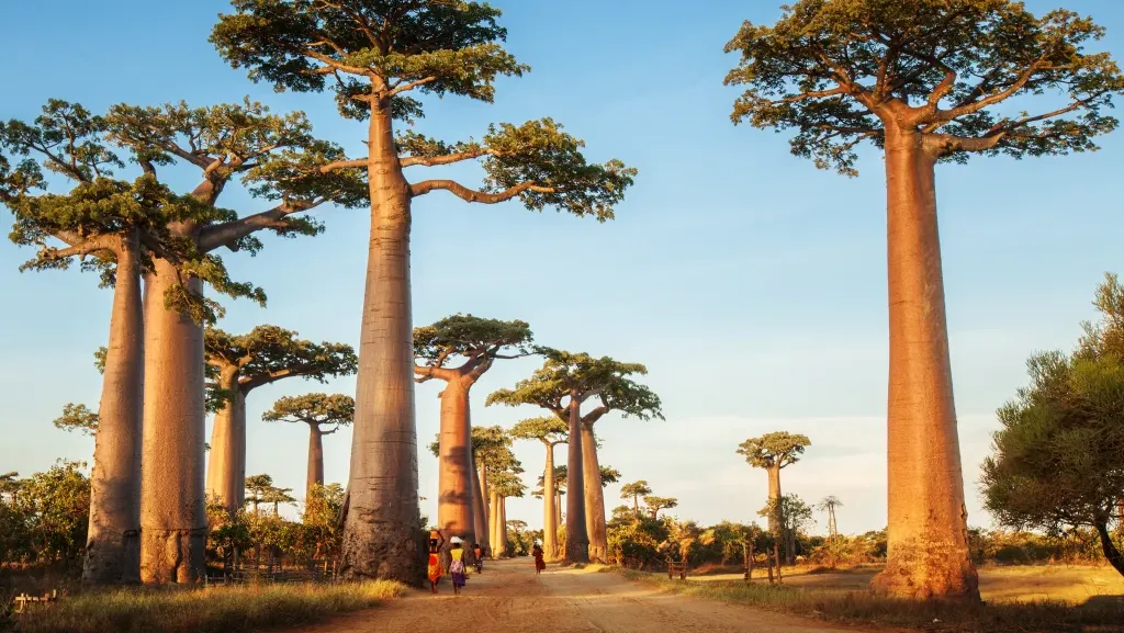 Madagascar — Vacances de Mars — image 1