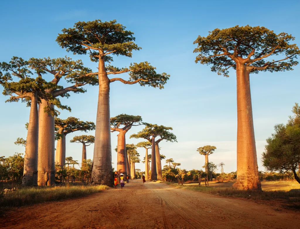 Madagascar